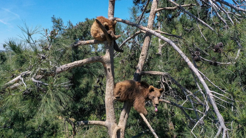 Brown Bears, Ovakorusu Bear Shelter, Karacabey, Bursa, Turkey